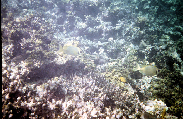 Seychellen Unterwasser-017.jpg